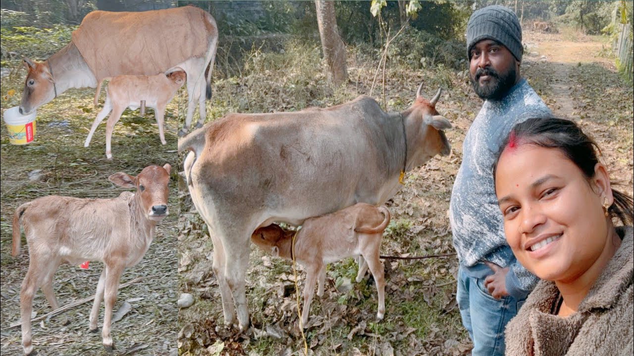 কাল থেকে গরুর দুধ দোয়ানো শুরু তাই আজ রাতে সুন্দরী কে বেঁধে রাখলাম #cow #dailyvlog #pujabapigallary 