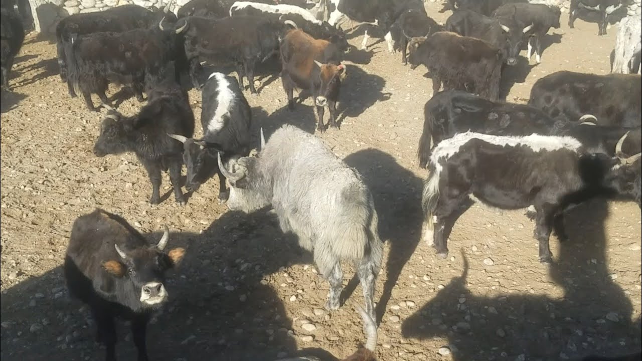 REAL FARM ANIMAL SOUNDS WITHOUT MUSIC  ||Animals Earth ||