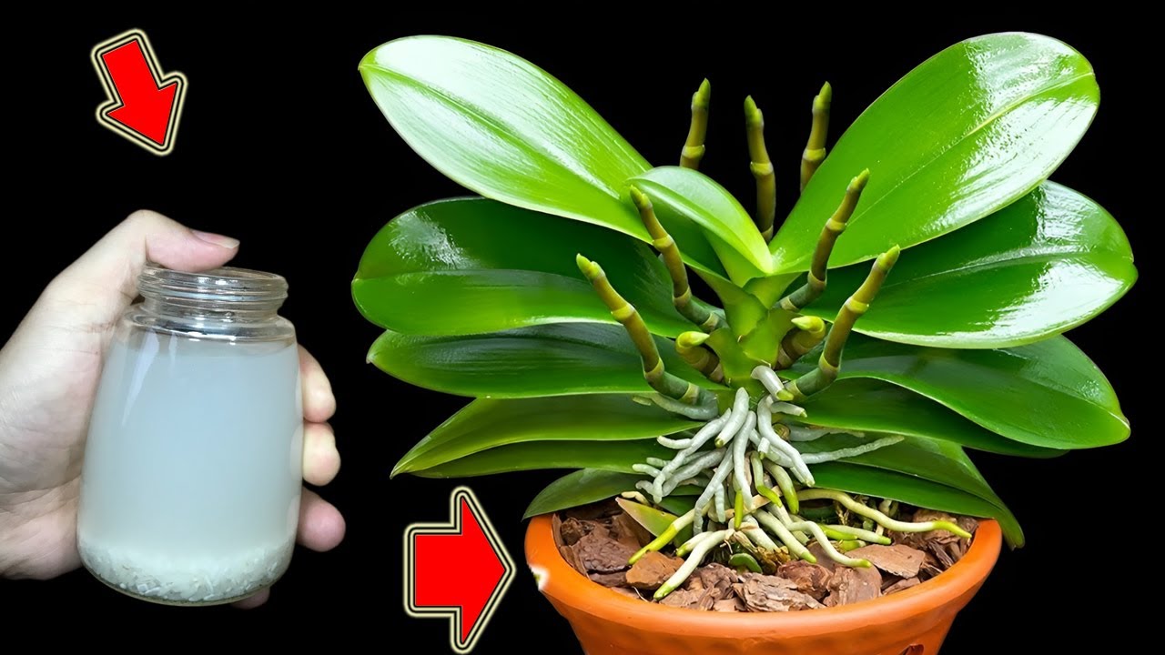 1 чашка каждую неделю! Орхидеи еще никогда так не цвели!