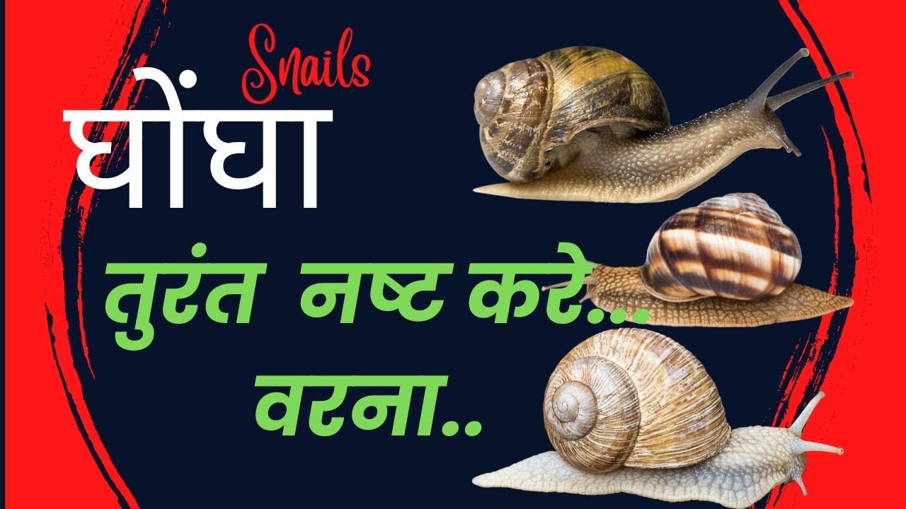 तुरंत ही ये उपाय करे... वरना  घोंघा के नियंत्रण कैसे करे l how to control snail l Hindi |