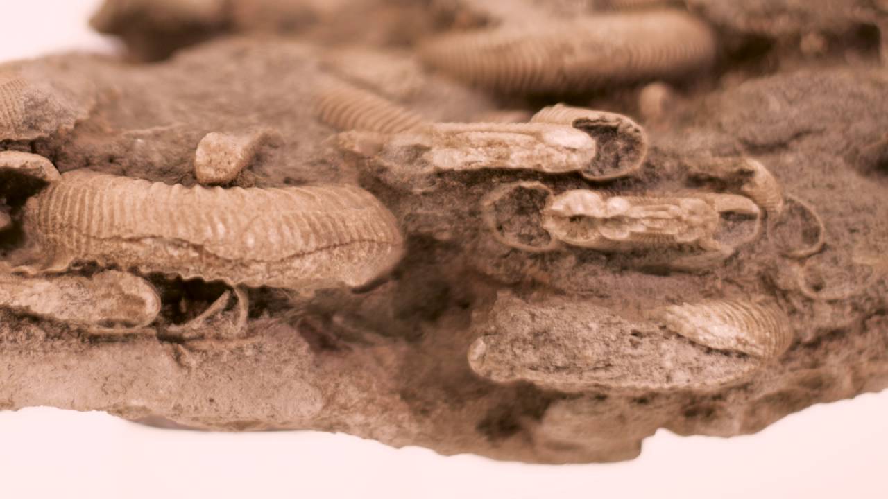 Le Collezioni - Mineralogia