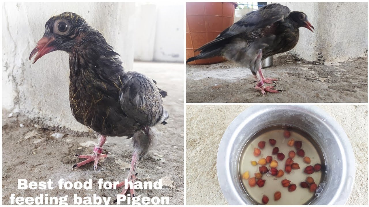 Healthy food for hand feeding baby Pigeon | sha pigeon and rabbits | sha pet world