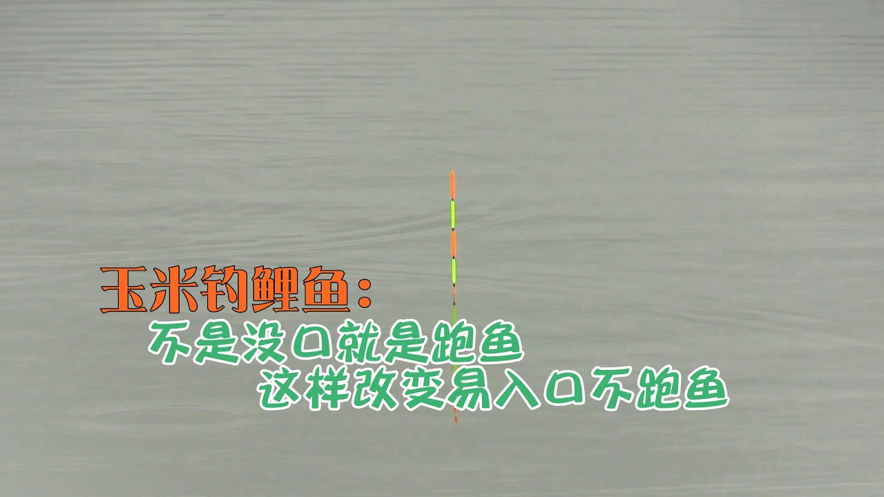 用玉米钓鲤鱼，这几方面很重要，否则看不到口还容易跑鱼！