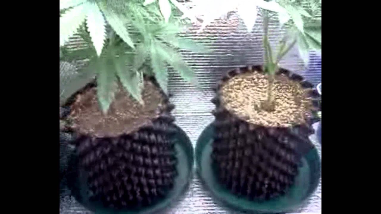 Seed 2 Harvest ep.7