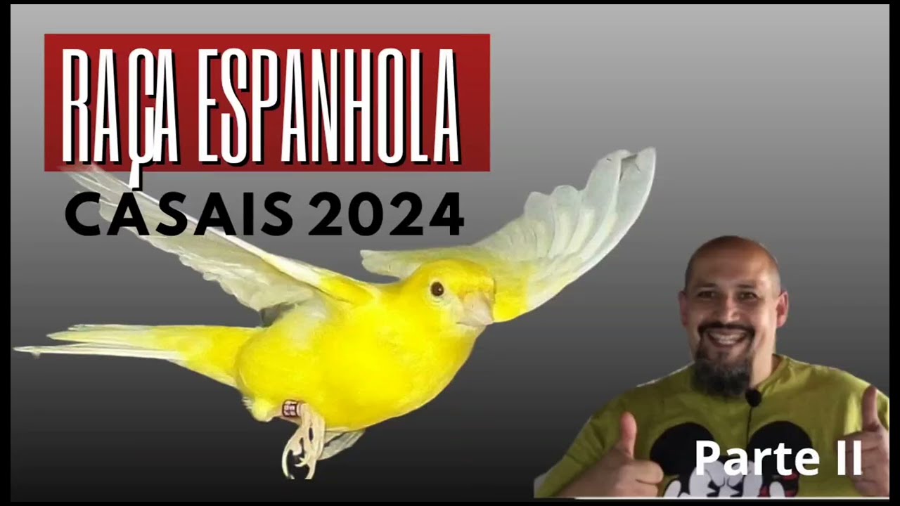 RAÇA ESPANHOLA - casais 2024 CRIADOURO GOUVEIA - PARTE II