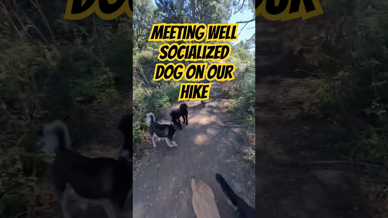 We Met a Well Socialized Dog On Our Hike 