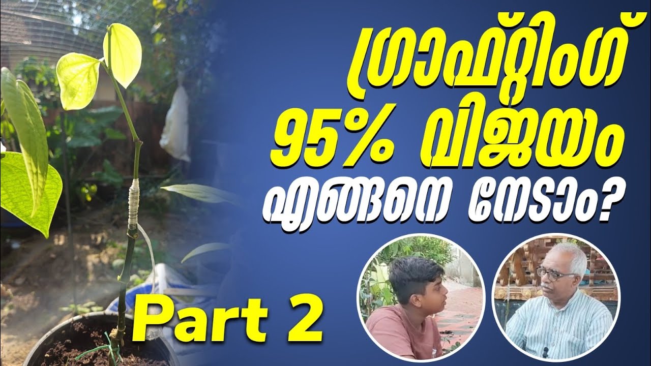 Grafting Success rate above 95% |part 2| ഗ്രാഫ്റ്റിംഗ് വിജയ ശതമാനം 95% ന് മുകളിൽ ആകാൻ | Malayalam