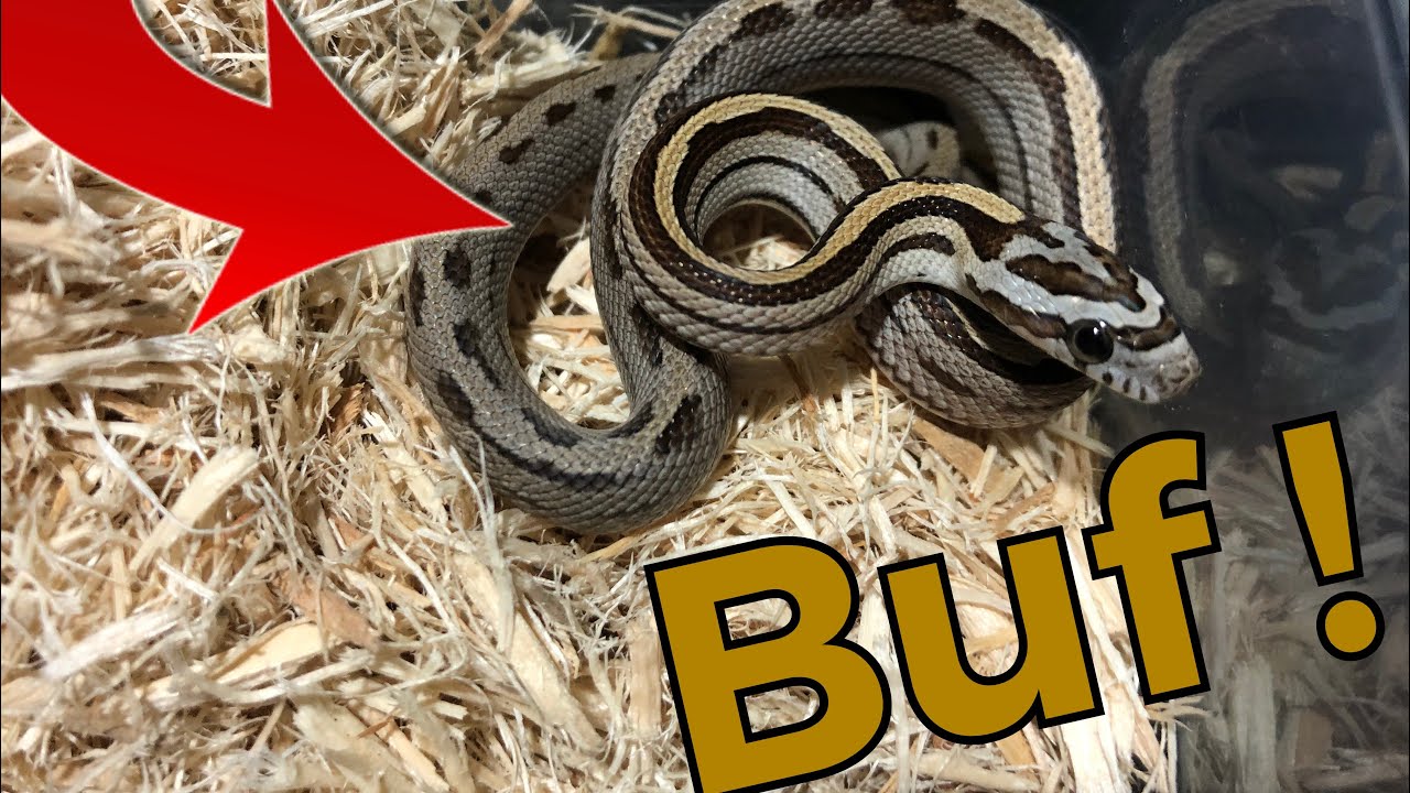 Le gène Buf alors ça donne quoi en vrai 🧬?! Naissances de scaleless...