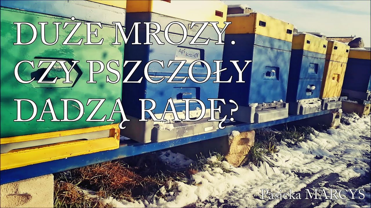 Czy pszczoły dadzą radę podczas dużych mroz&oacute;w?