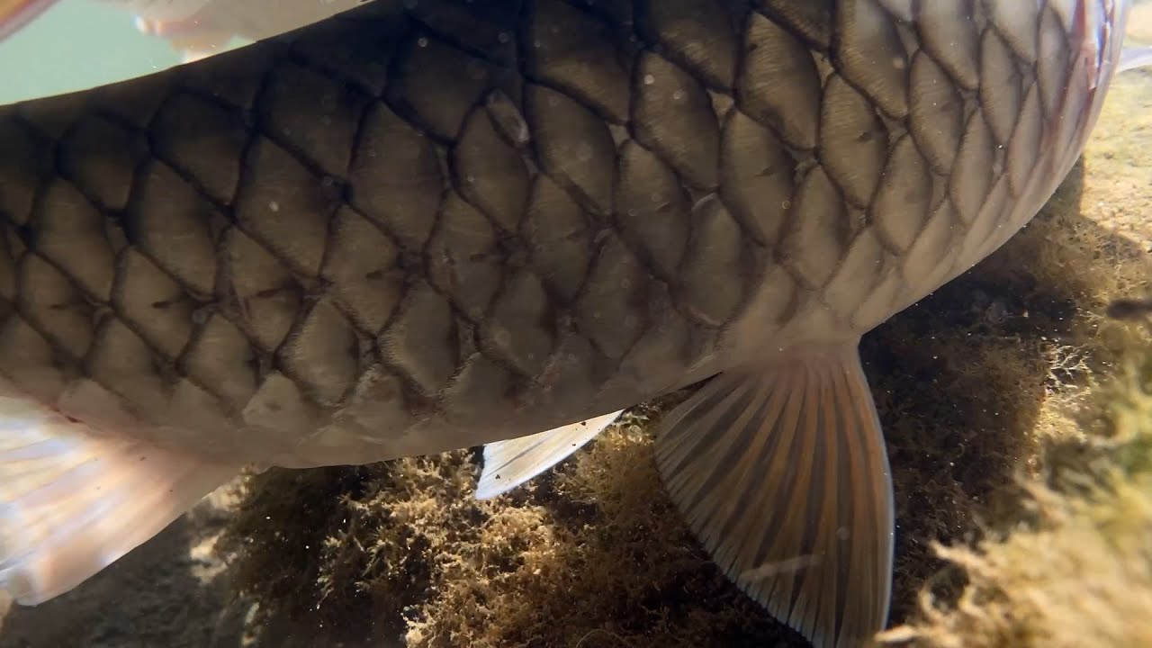 마흐시어, 중국 베이징 계류형 낚시터 Mahseer Of Pay Lakes In Beijing