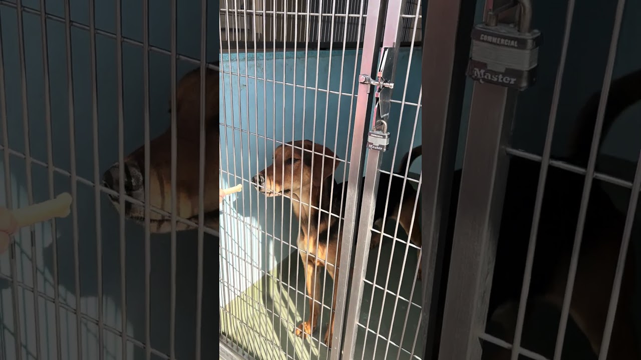 Mort in kennel