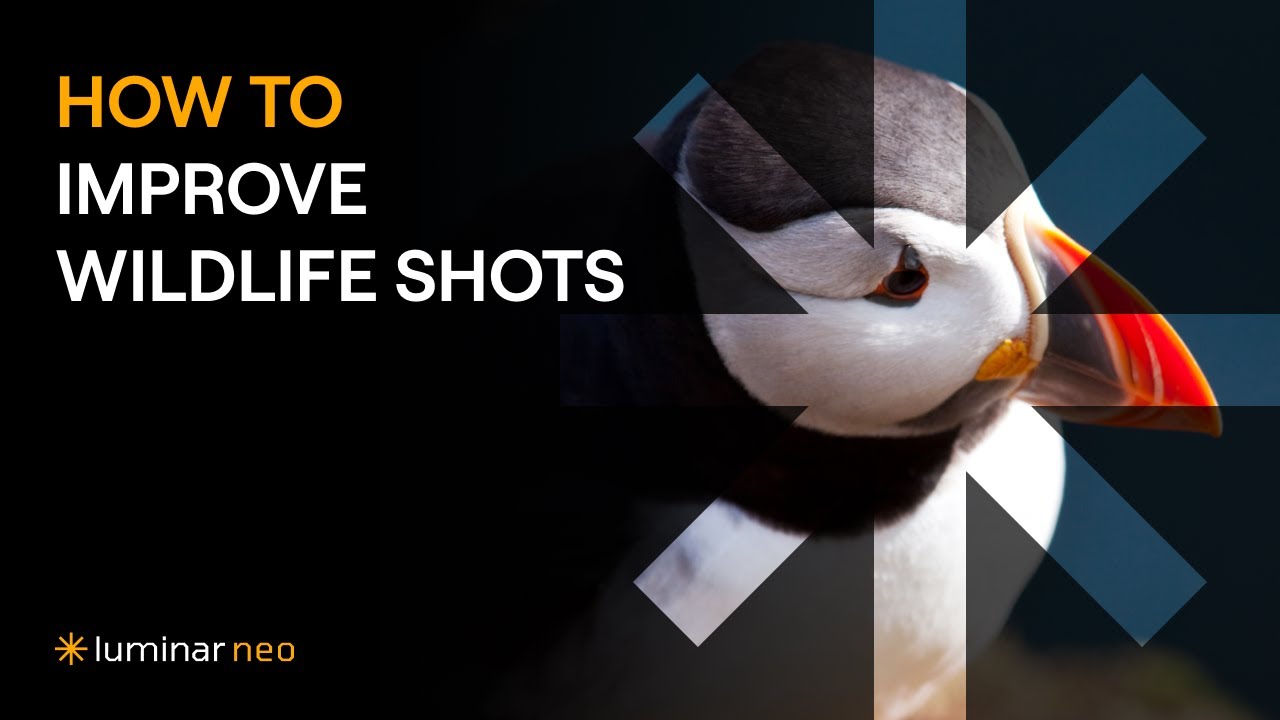 How to Improve Wildlife Shots | Luminar Neo Tutorial