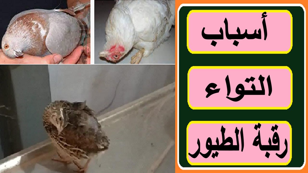#الروشة_التواء_رقبة_الطيور /وعلاج النيوكاسل في السمان والحمام والدجاج