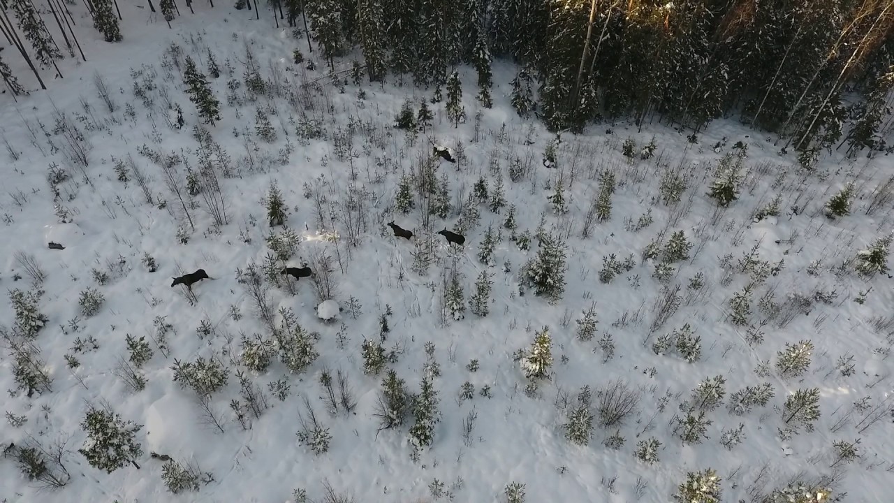 Älg/Moose filmed in Finland (Drone footage)