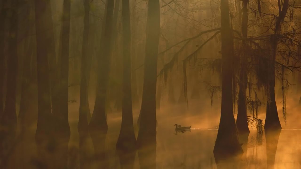 1 hour of Swamp Rock  Swamp Blues  Roots Rock 720p