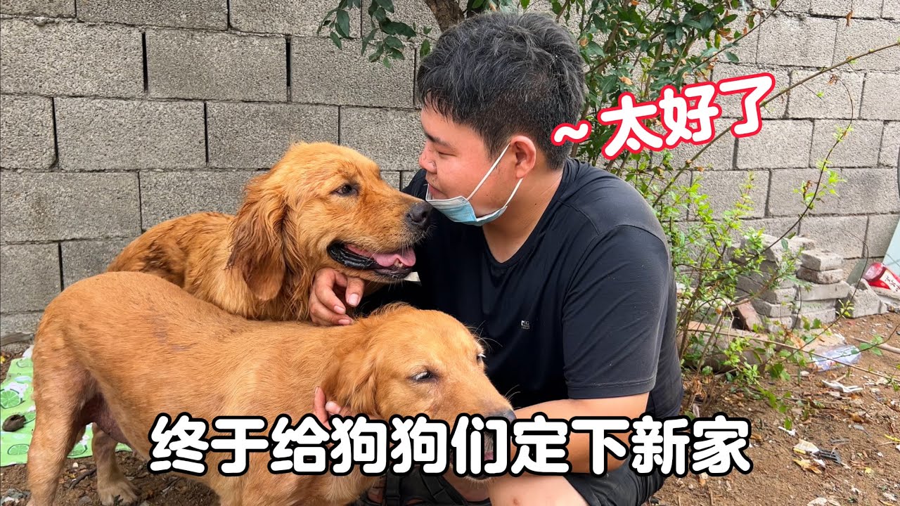輾轉多日，終於為毛孩子們定下新家，雖然忙忙碌碌但一切都值得