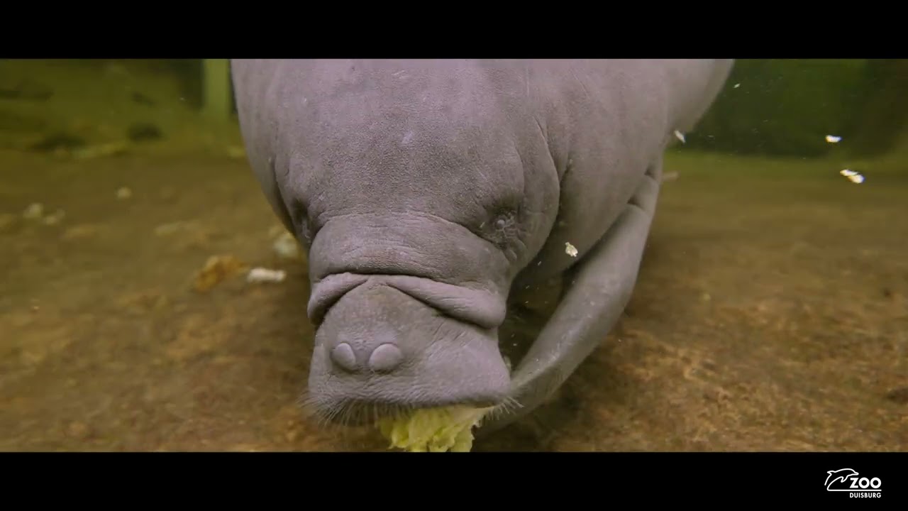 Rio Negro • die Stadtwerke Wasserwelt im Zoo Duisburg
