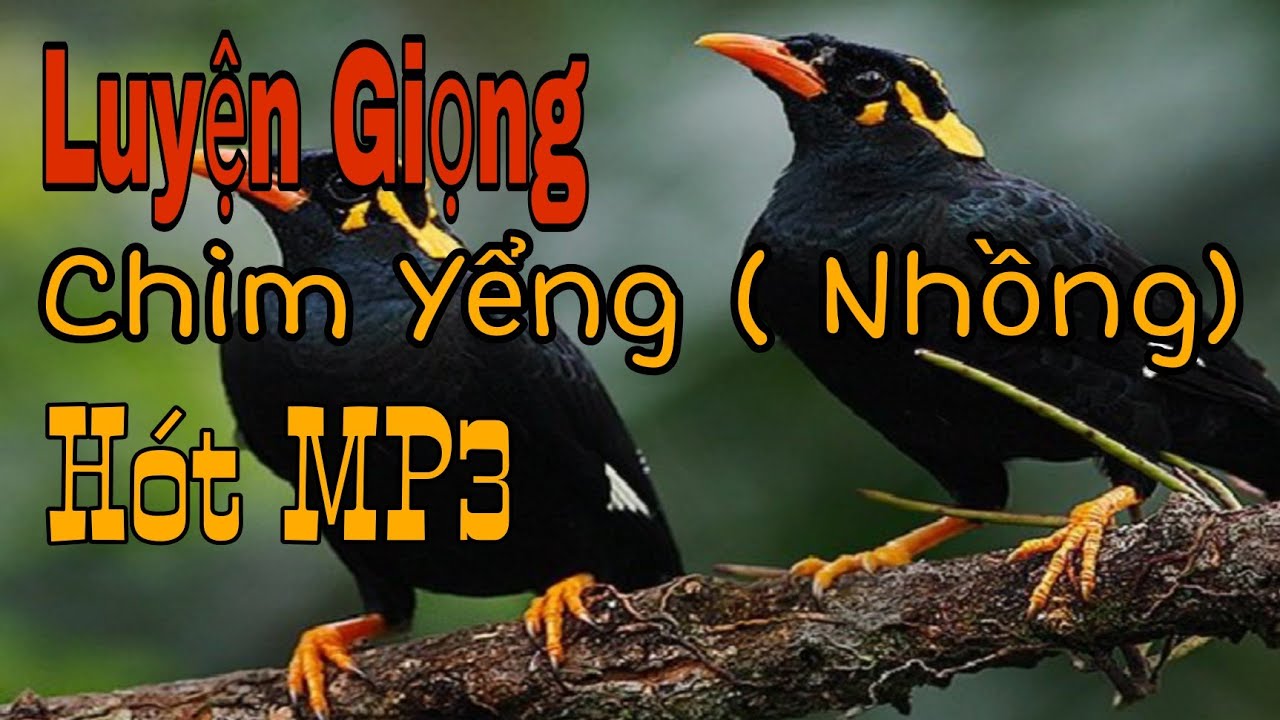 Chim Yểng (Nhồng) Hót | Southern Hill Myna Bird
