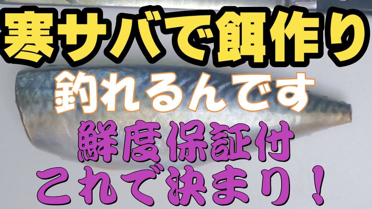 ラングイ　寒サバ　餌にもなるんです。今年は、鬼カサゴにも挑戦予定。