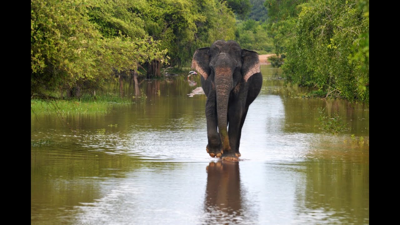 Bull Elephant strolling through flash floods || Yala National Park