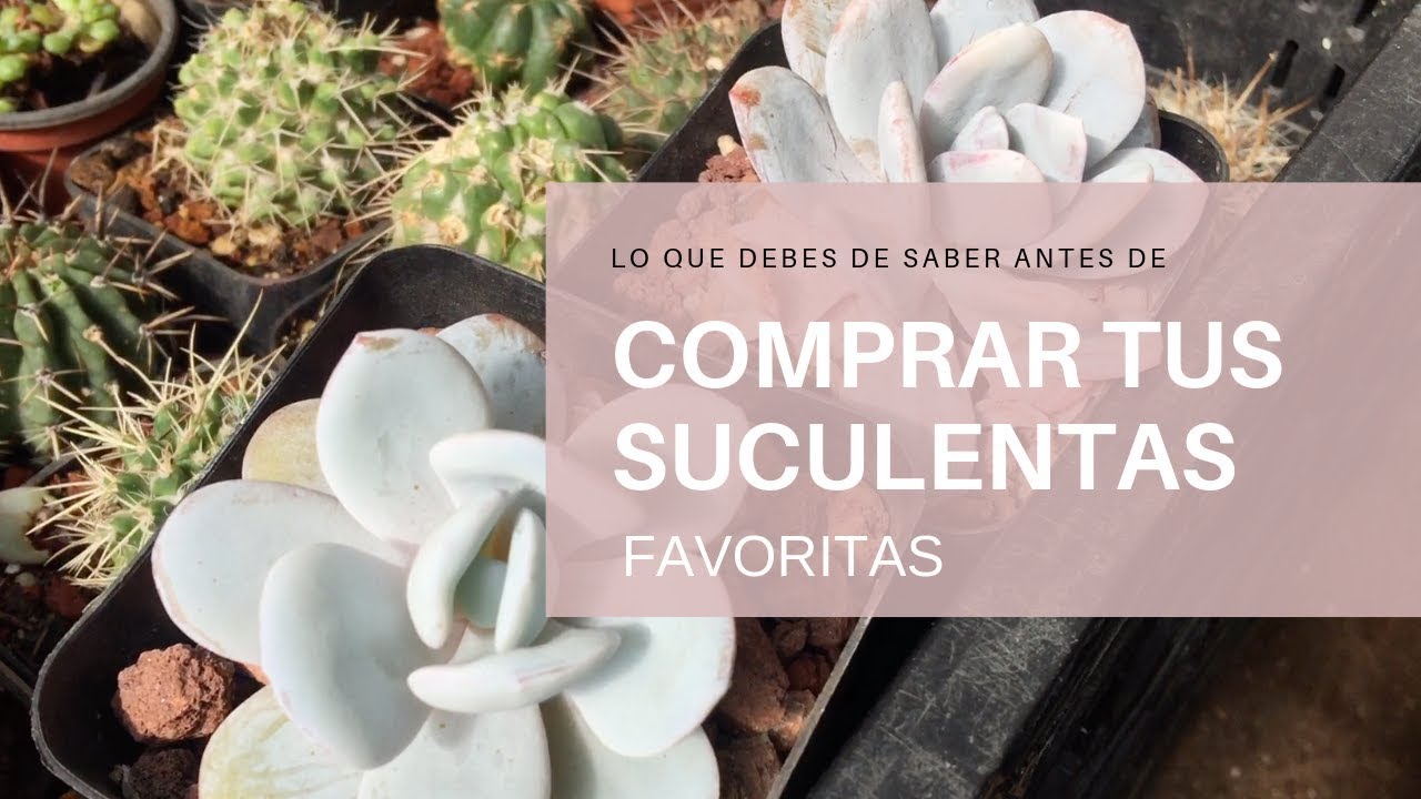 8 Tips Antes de Comprar Tus Suculentas Favoritas
