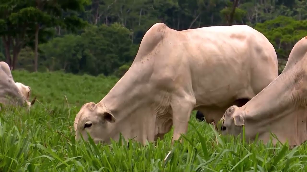 BRACHIARIA HUMIDICOLA E CAPIM LLANERO: SAIBA COMO DEVE SER O MANEJO E O PLANTIO IDEAL