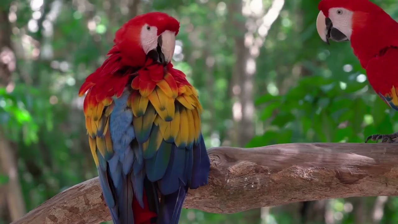 Most Beautiful Macaws on Planet Earth