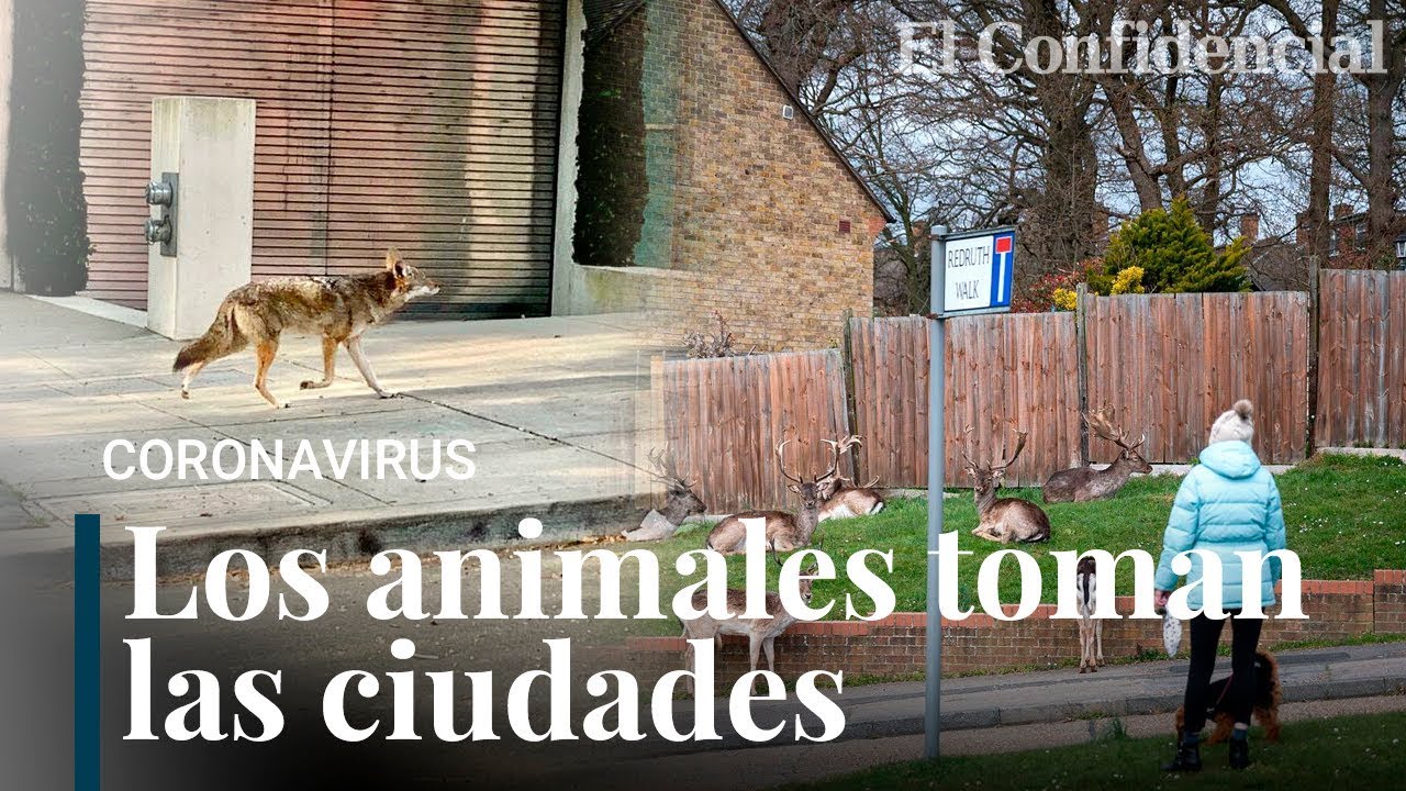 Los animales toman las ciudades en cuarentena de Madrid a San Francisco