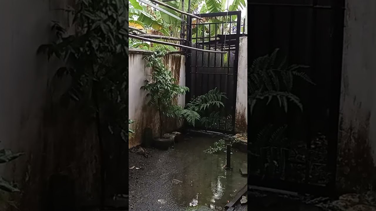yudz saka LIVE 🔴 Heavy Rain in Peaceful Village 🌧️ for deep sleep #rain #liverain #naturerain