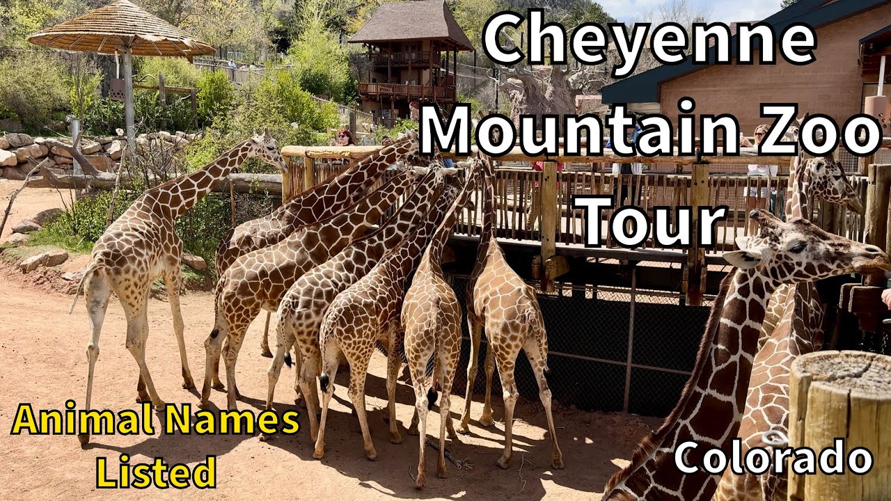 Cheyenne Mountain Zoo Tour - Colorado Springs, Colorado - USA [4K] [No Commentary]