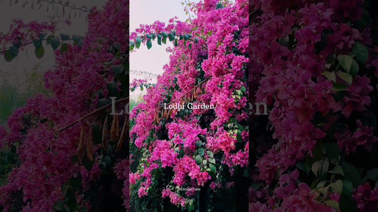 Lodhi Garden Delhi | Spring Season Exploring Delhi's Historic Lodhi Garden #spring #shorts