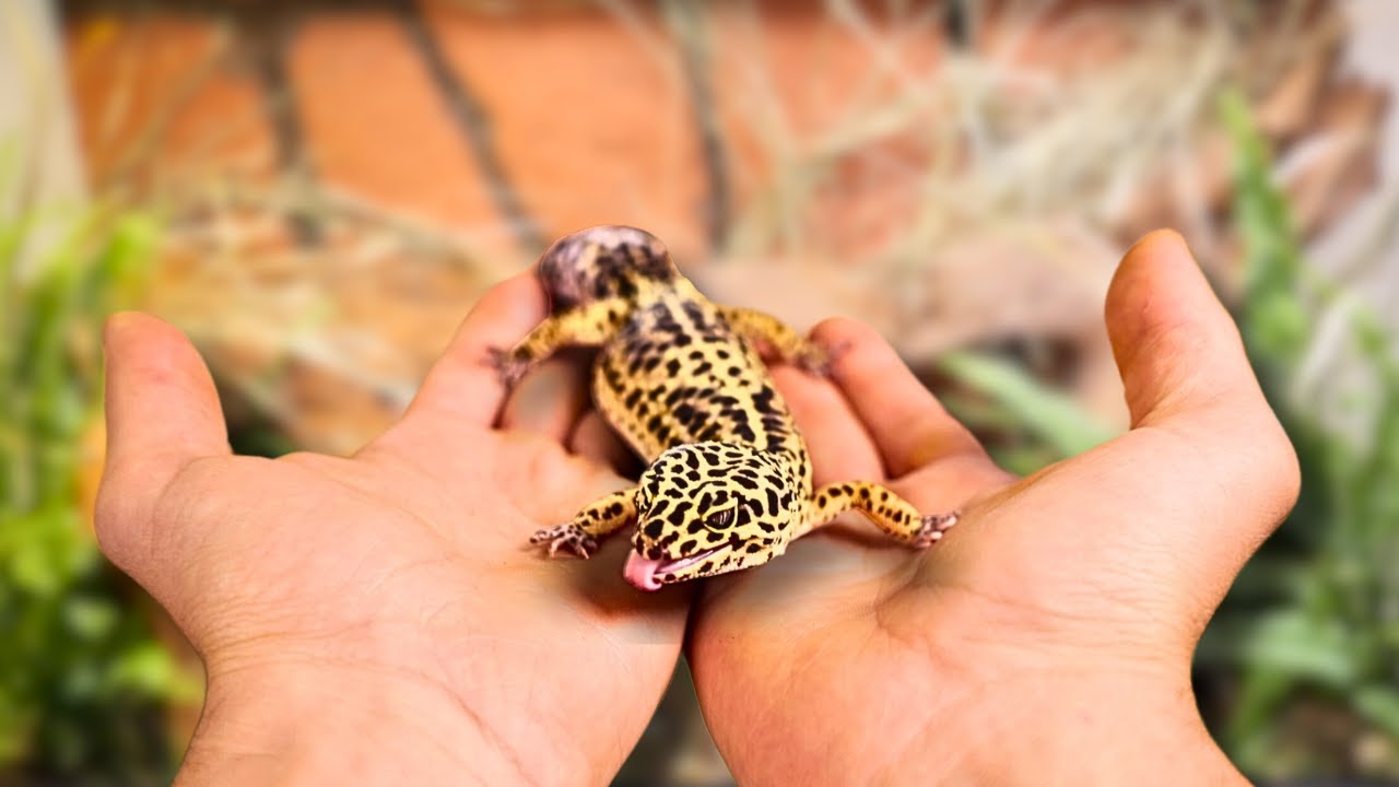 Building a Bioactive Vivarium for a Leopard Gecko