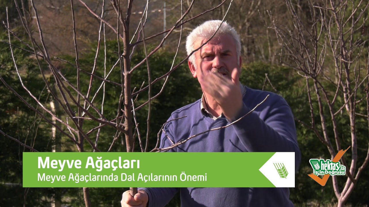 Buda Mı Varmış Diyeceksiniz ? DAL AÇILARIN ÖNEMİ