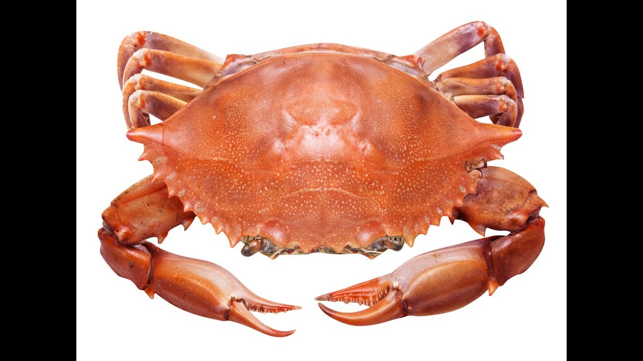 Nutrition Facts of CRAB