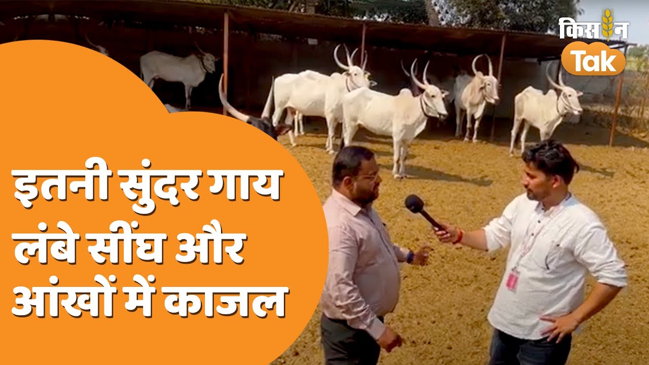 Khillar Cow: इस गाय की आंखों में लगा है काजल, लोग कहते हैं 'व्हाइट गोल्ड'  | Kisan Tak