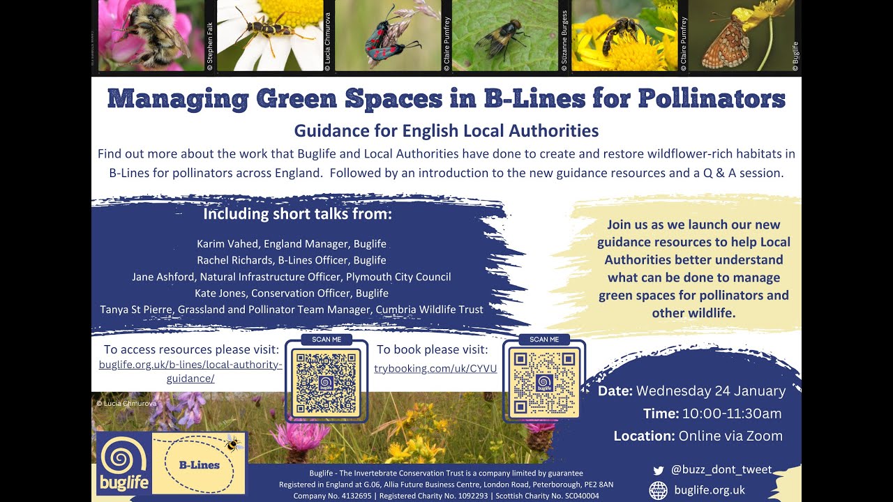 Managing Green Spaces in B-Lines for Pollinators: guidance for English Local Authorities
