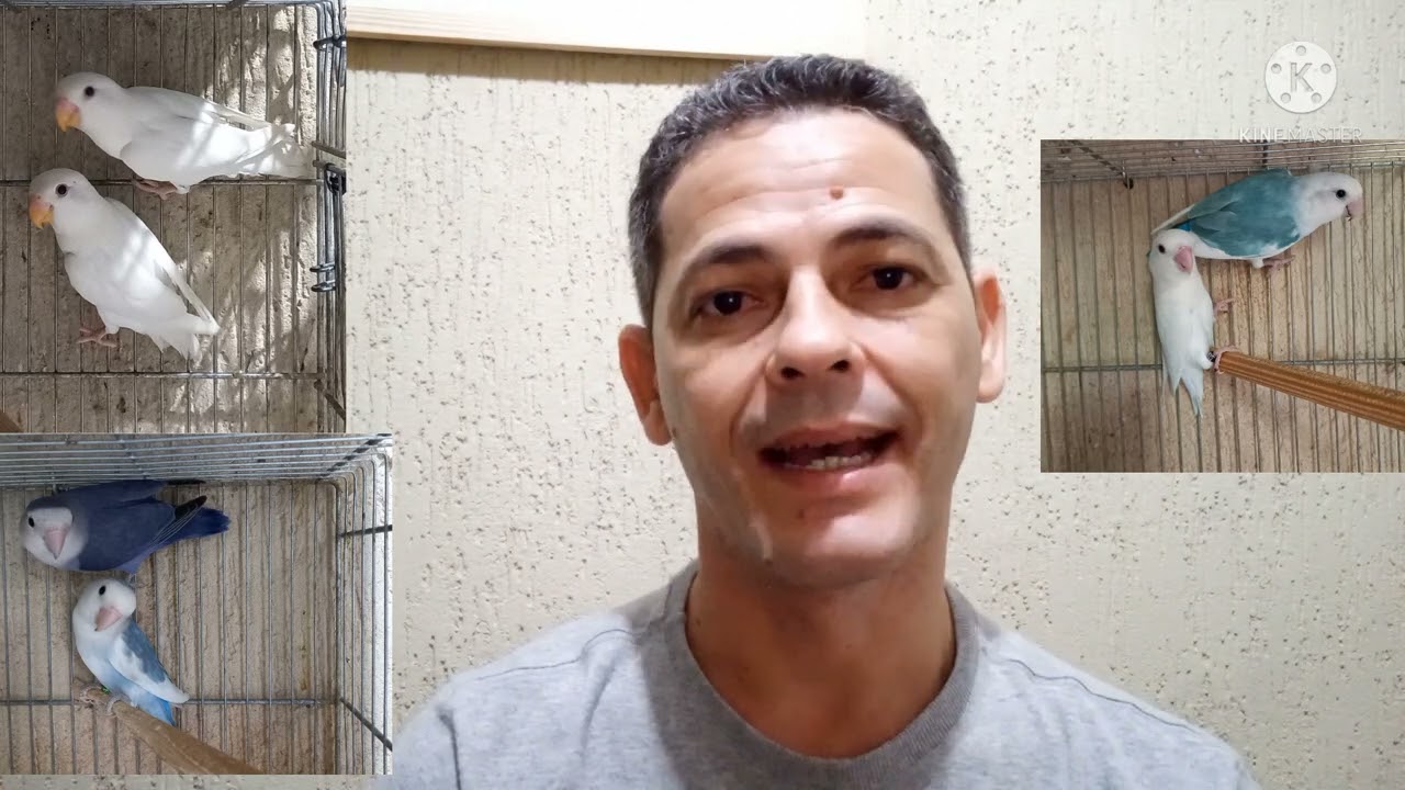 agapornis albino só nasce fêmeas porque?