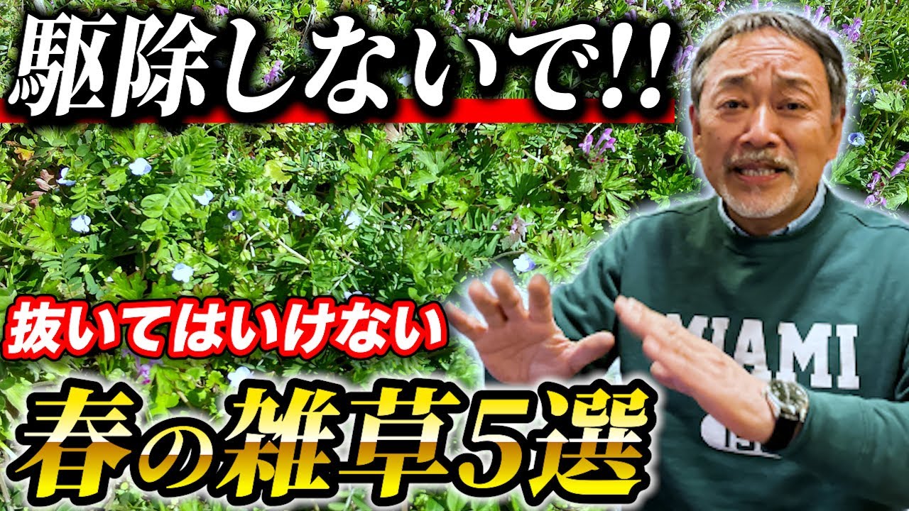【損してます】絶対抜いてはいけない！？春の雑草との付き合い方を解説！【雑草】【ガーデンアイデア】