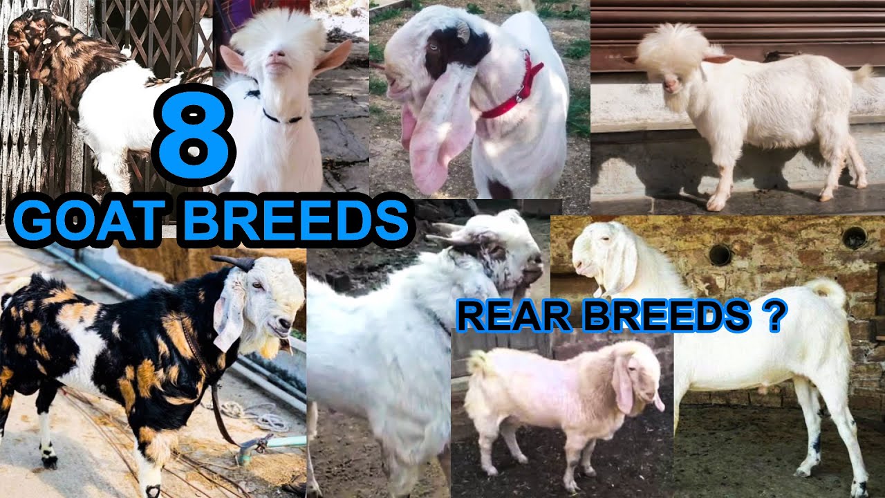 8 POPULAR GOAT BREEDS IN INDIA
