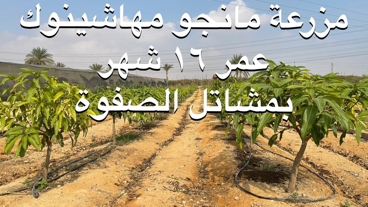 مزرعة مانجو مهاشينوك عمر ١٦ شهر من الزراعة ب #مشاتل_الصفوة