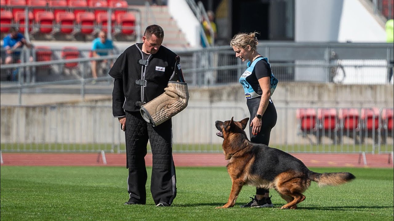 Captain Breno von Team Cohinor - TSB BSZS 2024 | German Shepherd Bite Work - BSZS NÜRNBERG 2024