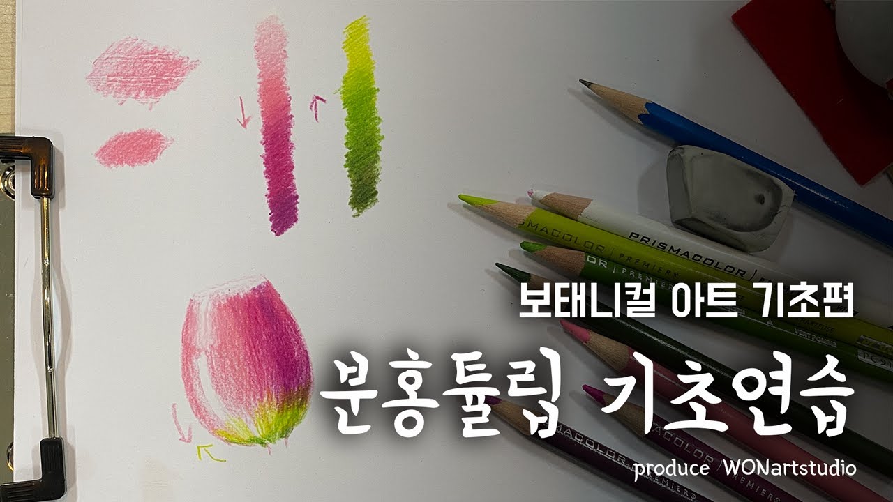 보태니컬 아트 기초편 - 분홍튤립을 그리기 위한 색연필 기초연습