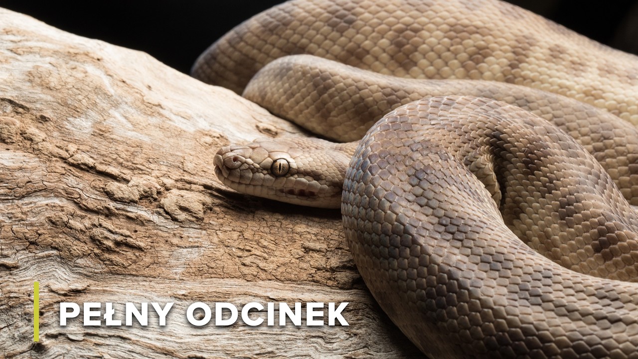 Pod piaskiem: Drapieżniki arabskich wadi | Arabskie piekło 104