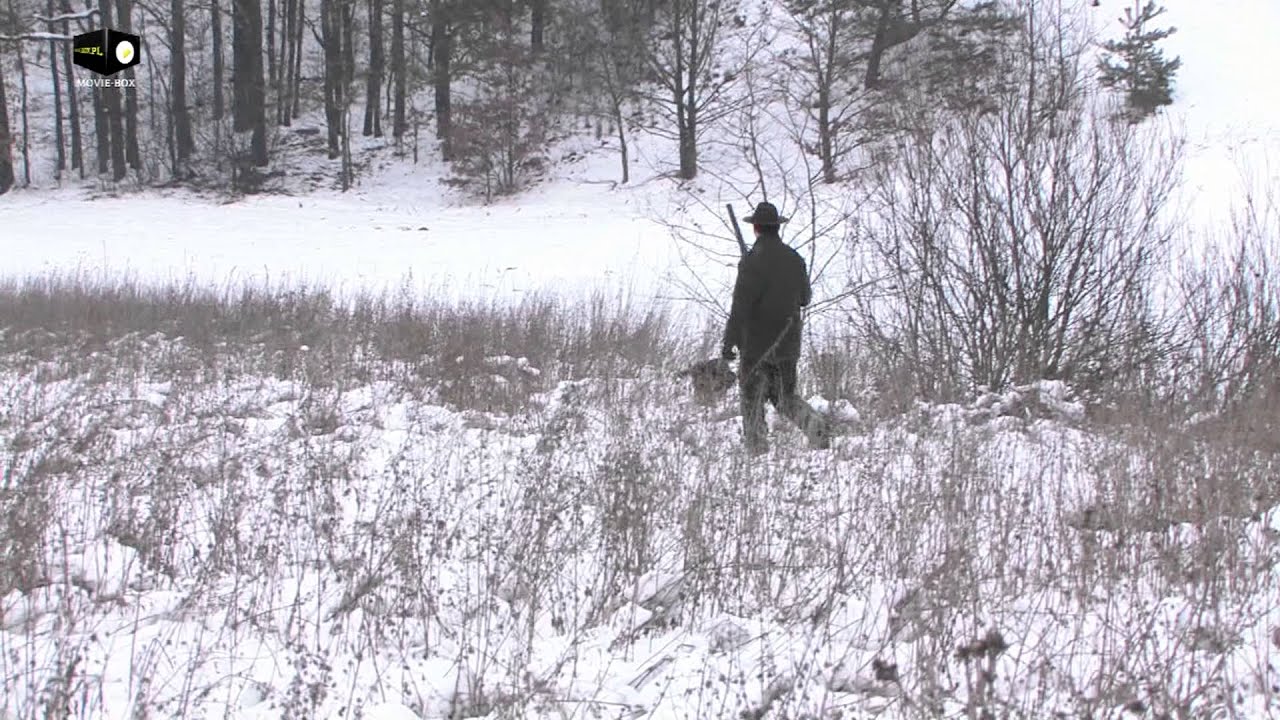 Polowanie z płochaczem na bażanty.
