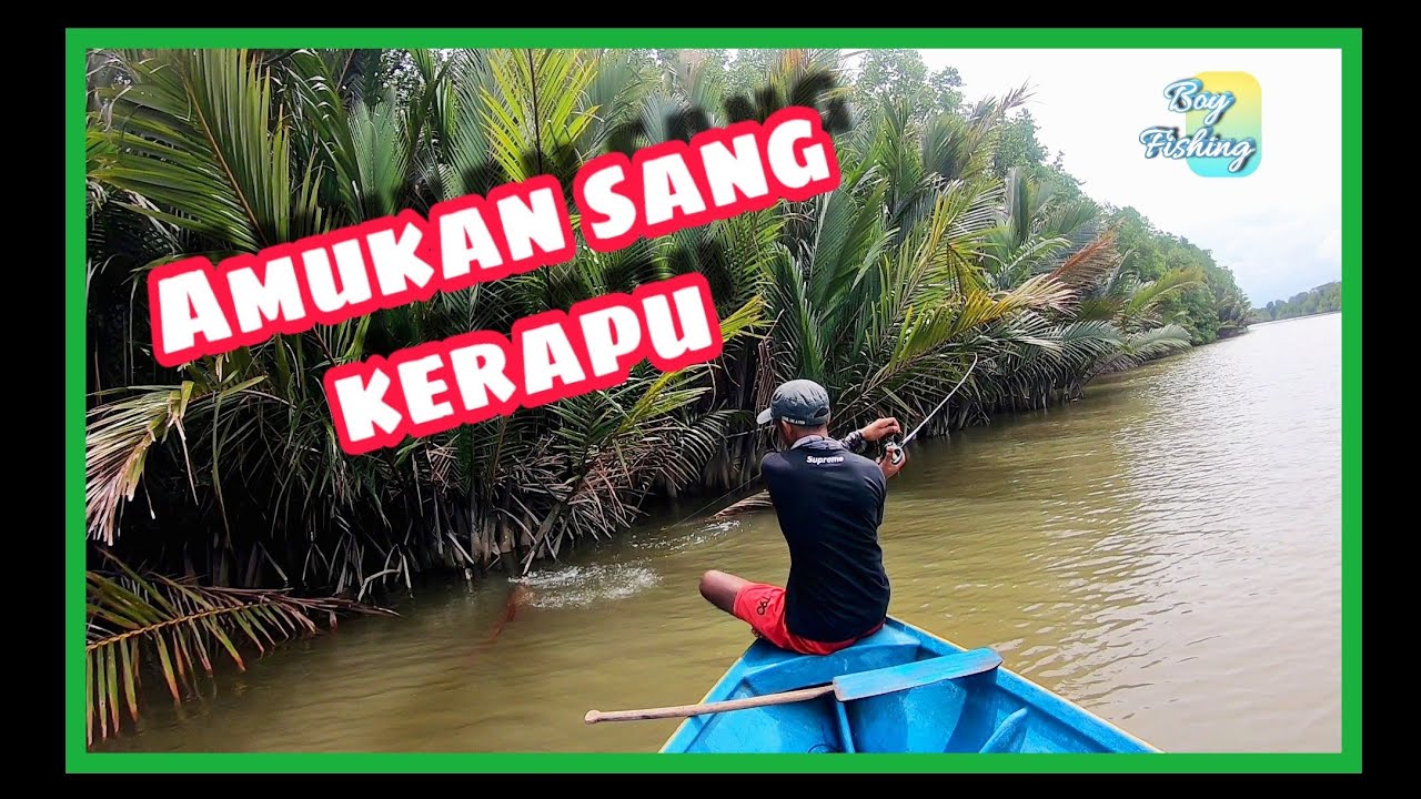 Kerapu mengamuk di Sungai Sundar, Lawas Sarawak