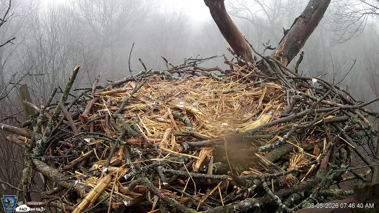 Hanover Eagles Live Cam   HDOnTap — Mozilla Firefox 2026 03 05 07 38 40