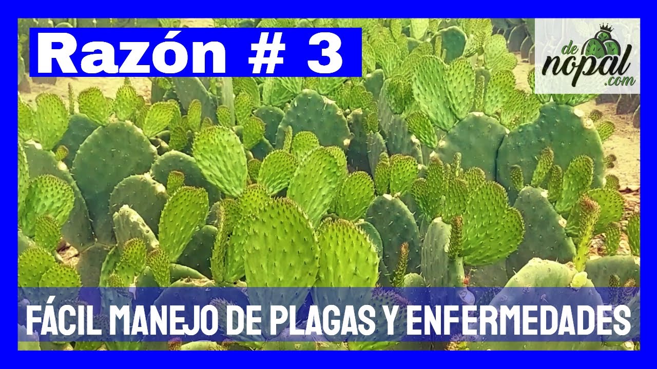 🟢 El Cultivo de NOPAL es SENCILLO (Resistente y Bondadoso )