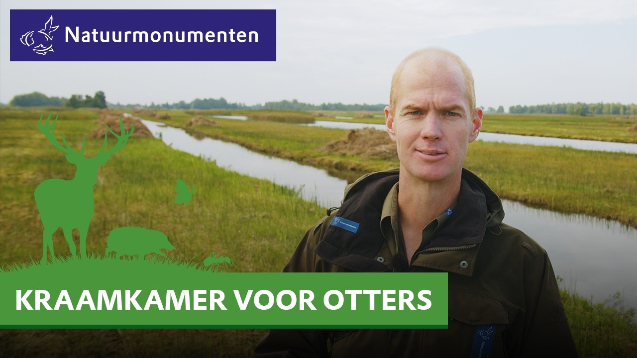 Nieuwkoopse Plassen: Kraamkamer voor otters