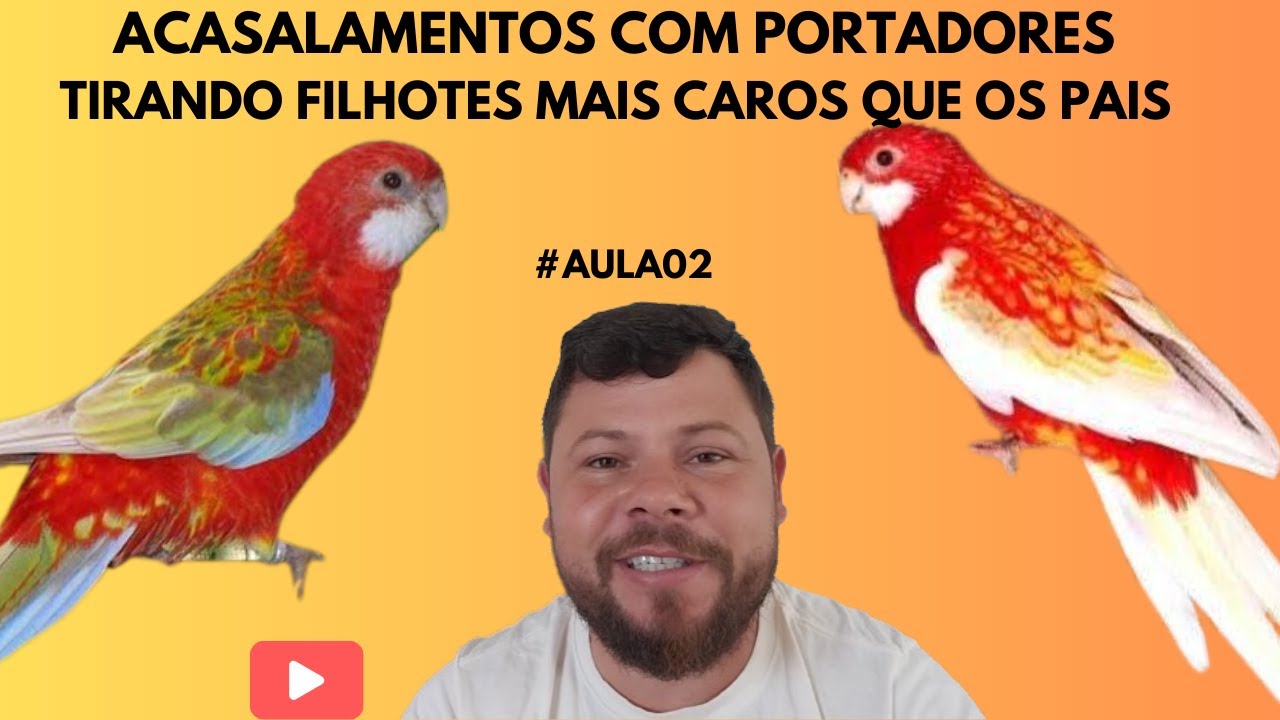 ACASALAMENTO DE ROSELA COM PORTADORES - TIRANDO FILHOTES MAIS CAROS