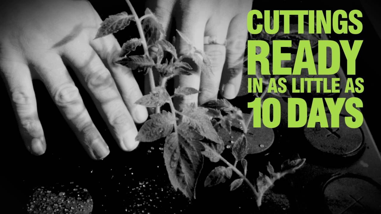 Grow It Yourself Brings you the X Stream Propagator